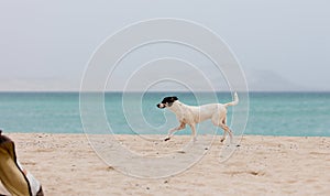 Cute dog running on a beach