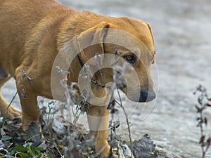 Cute dog runs somewhere close up