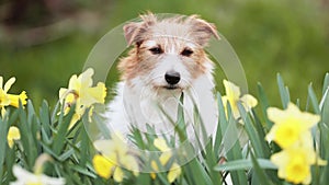 Cute dog\'s face looking through the easter daffodil flowers