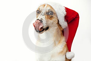Cute dog in santa hat with adorable eyes and funny emotions, showing tongue and licking, isolated on white background. Merry