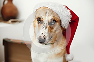 Cute dog in santa hat with adorable eyes and funny emotions sitting in festive room. Merry Christmas concept. Sweet golden doggy