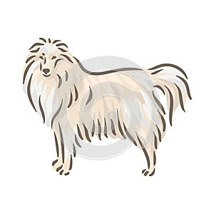 Cute dog Sheltie breed pedigree vector illustration