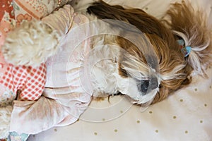 Cute dog shih tzu is lying on bed. Pet looks sad and suppressed. Offending puppy hiding under the blanket. Funny domestic animal photo