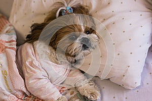 Cute dog shih tzu is lying on bed. Pet looks sad and suppressed. Offending puppy hiding under the blanket. Funny domestic animal photo