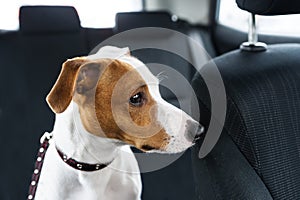 Cute dog sit in the car on the front seat