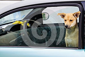 Cute dog sit in the car making serious face on the front seat