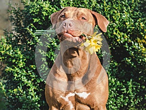 Cute dog sits in a meadow and holds flowers