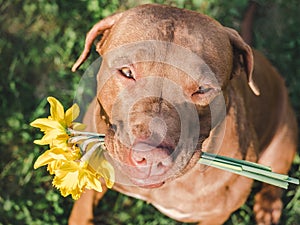 Cute dog sits in a meadow and holds flowers