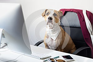 Cute dog sits in office chair at a modern working place. Going t