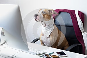 Cute dog sits in office chair at a modern working place. Going t