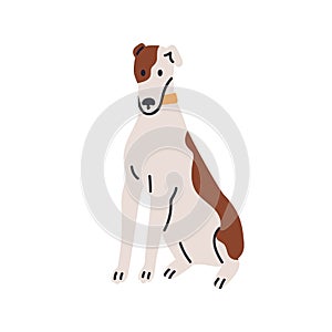 Cute dog sitting. Adorable puppy, canine animal in collar. Doggy, pup of greyhound breed. Spotted bicolor hound, spotty
