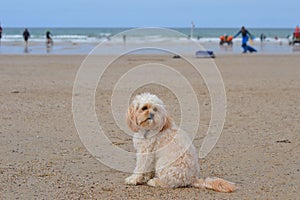 Cute dog sitting on beach