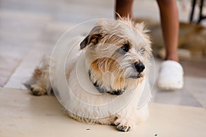 Cute dog sitting on the floor and looking at the camera