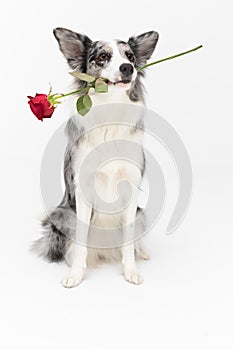 A cute dog is sitting on his ass with a fresh red rose in his teeth. Border Collie dog in shades of white and black, and