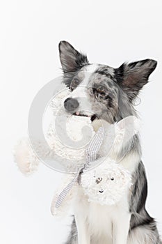 A cute dog is sitting and holding a white teddy bear in its mouth by the leg. Border Collie dog in shades of white and