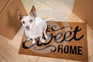 Cute Dog Sitting on Home Sweet Home Welcome Mat on Floor Near Boxes