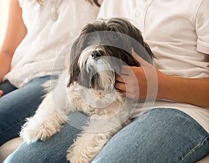 Cute dog sitting on the kid`s lap.