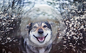 cute dog sitting in may in a blooming garden and smiles joyfully devoutly looking