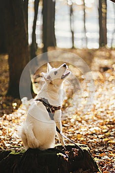 Cute dog sitting on old stump in sunny autumn woods. Adorable  swiss shepherd white dog in harness and leash in beautiful fall