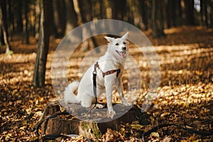 Cute dog sitting on old stump in sunny autumn woods. Adorable  swiss shepherd white dog in harness and leash relaxing in beautiful