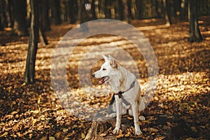 Cute dog sitting on old stump in sunny autumn woods. Adorable  swiss shepherd white dog in harness and leash relaxing in beautiful