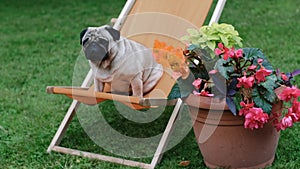 Cute dog sitting in a orange deck chair