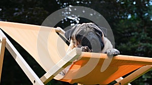 Cute dog sitting in a orange deck chair