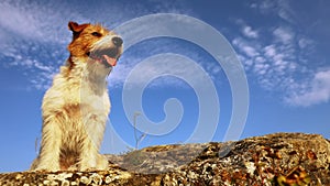Cute dog sitting and panting on a rock on a sky background, travelling, walking, hiking with pet
