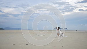 Cute Dog Sitting on Sandy Beach. Koh Phangan, Thailand. HD Slowmotion.