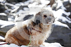 Cute dog sitting on the snow to rest