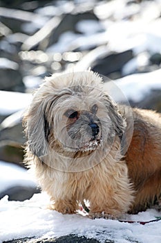 Cute dog sitting on the snow to rest