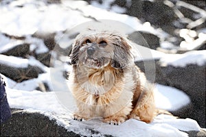 Cute dog sitting on the snow to rest