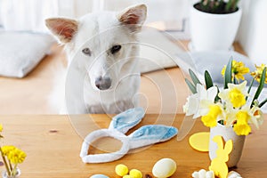 Cute dog sitting at table with bunny ears, daffodils flowers, eggs, decorations. Happy Easter. Pet and easter at home. Adorable