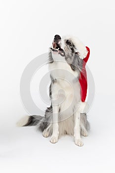 A cute dog is sitting and wearing a red Santa Claus hat with a white tassel. Border Collie dog in shades of white and