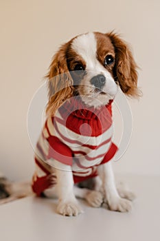 Cute Dog Sitting Wearing RedSuit. King Charles Spaniel 