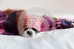 Cute dog sleepeing under the warm blanket