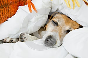 Lindo el perro es un durmiendo en una cama 