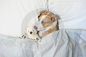 Cute dog sleeping in bed with a fluffy toy bear, top view. Staff