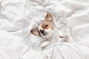 Cute dog sleeping on bed, white sheets.morning