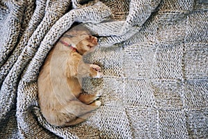 Cute dog sleeping on blanket