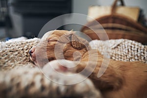 Cute dog sleeping on blanket at home