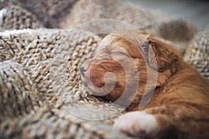 Cute dog sleeping on blanket at home