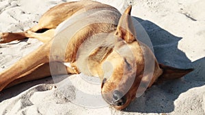 Cute dog sleeping lying on sand on sea beach. Funny dog on summer shore on ocean
