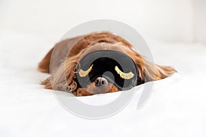 Cute dog in sleeping mask