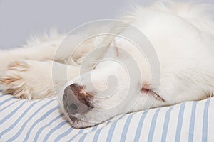 CUTE DOG SLEEPING ON OWNER`S STRIPPED BED