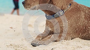 Cute dog sleeping on sand on sea beach. Funny dog lying on summer beach on sea background.