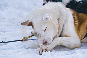 A cute dog sleeping in the snow photo