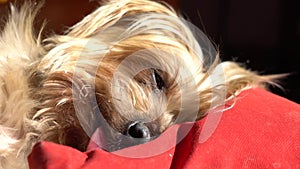 Cute Dog Sleeping squint-eyed with his head on a pillow.