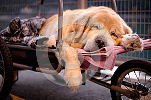 A cute dog sleeping on a trolley