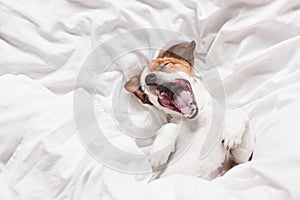 Cute dog sleeping and yawning on bed, white sheets.morning